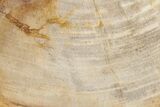 Tropical Hardwood Petrified Wood Dish - Indonesia #210581-2
